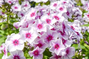Phlox paniculata Graf Zeppelin